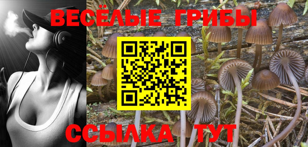 Псилоцибиновые грибы Psilocybine cubensis Нижний Тагил